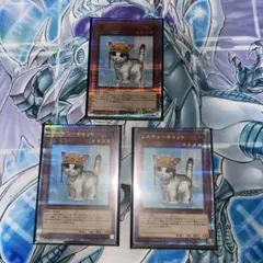 レスキューキャット 25th