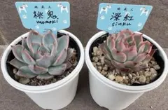 ファームパルクさん苗 2点セット 墨こつめ さいりん 札、鉢付き - メルカリ