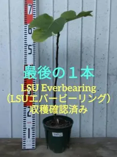2026年最新】グリーングリークの人気アイテム - メルカリ