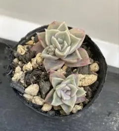 ペガサス エケベリア 抜き苗 小苗 葉挿し苗 多頭 多肉植物 寄せ植えに