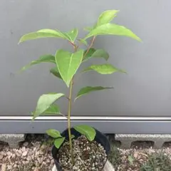 チビ様 リクエスト 3点 まとめ商品