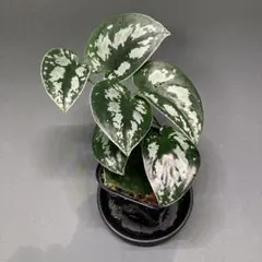 hirary様 リクエスト 2点 まとめ商品