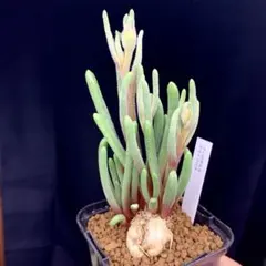 すなぎも様 リクエスト 2点 まとめ商品　写真変更あり　アンボボンベンシス植替済