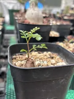 アデニア グラウカ 塊根植物 検)バリー グロボーサ ペチュエリー