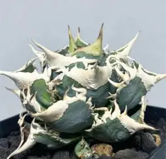 2025年最新】大白鯊の人気アイテム - メルカリ