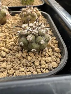 2025年最新】コピアポア 種の人気アイテム - メルカリ