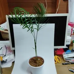 2026年最新】金環ソテツの人気アイテム - メルカリ