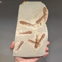 魚化石 本物 Fossil Fish 希少 27*16cm厚さ0.9-1.4cm - メルカリ
