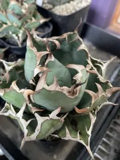 ☆A-8 アガベ チタノタ 黒鯨 鉢ごと メルカリ便発送 ☆A-8 アガベ チタノタ 黒鯨 鉢ごと メルカリ便発送