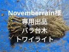 バラ台木　150本　専用出品