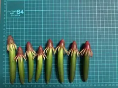 マングローブ 種 オヒルギ 4本 メヒルギ　4本のサムネイル