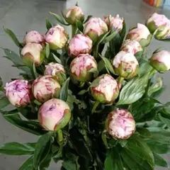 農家直送、今日明日限定】 芍薬 サラベルナール 切り花 大輪 8本