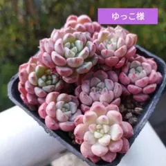 ゆっこ様用出品。