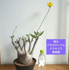 2026年最新】パキポディウム グラキリス 現地 大株の人気アイテム