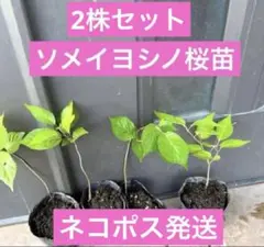 ソメイヨシノ桜　抜き苗2株セット　２年目のサムネイル