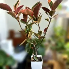 高さ102㌢ フィカス ティネケ 大株 自然樹形 斑入 人気 観葉植物 高さ102㌢ フィカス ティネケ 大株 自然樹形 斑入 人気 観葉植物