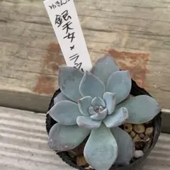 多肉植物（ゆきんこさん苗）銀天女×ラウリンゼ　4cmポット苗 多肉植物（ゆきんこさん苗）銀天女×ラウリンゼ 4cmポット苗