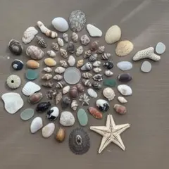 2025年最新】珊瑚 貝殻の人気アイテム - メルカリ