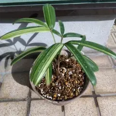 2025年最新】観音竹の人気アイテム - メルカリ