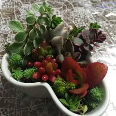 寄植え♡多肉植物
