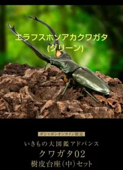 エラフスホソアカクワガタ カプセルトイ