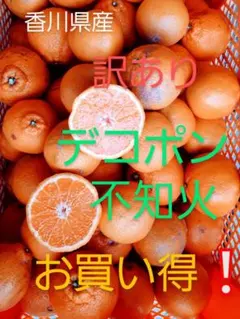 香川県産　訳ありデコポン不知火　3キロのサムネイル