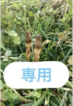採れたてつくし　除草剤なし　じゅじゅ様専用