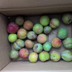 山梨県産すもものサムネイル