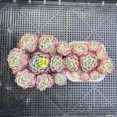 ［54］多肉植物 七福美尼群生 2株