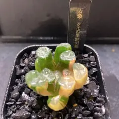 2025年最新】極上万象錦の人気アイテム - メルカリ