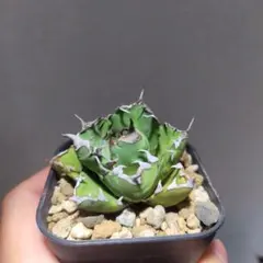 アガベ　オテロイ　ノーネーム　オアハカワイルド子株　メルカリ便 2025年最新】アガベ オアハカの人気アイテム - メルカリ