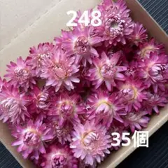 239☆貝細工 ヘリクリサム ドライフラワー 30個 - メルカリ