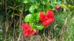 きいちゃん様 リクエスト 2点 まとめ商品