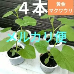 Fracazzano Multicolor フラカザノ マルチカラー ミニ苗木 - メルカリ