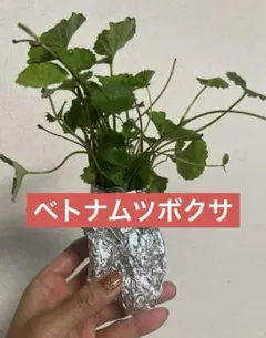 ベトナムツボクサ抜き苗大きめ1本株のサムネイル