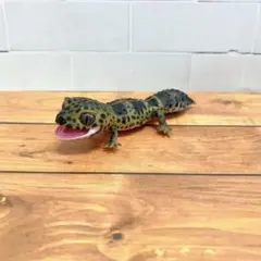 レオパードゲッコー カプセルトイ