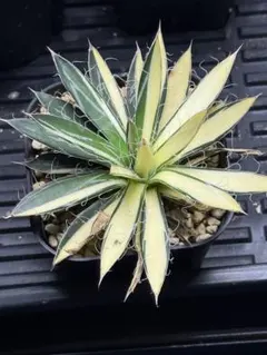 2025年最新】あがべの人気アイテム - メルカリ