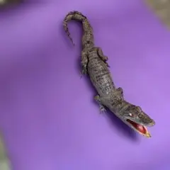 古銅 ワニ 置物 中国美術 アンティーク 緑青 ブロンズ 魔除け 招財 35cm 古銅 ワニ 置物 中国美術 アンティーク 緑青 ブロンズ 魔除け 招財