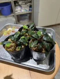 tmtmsfm様 リクエスト 3点 まとめ商品