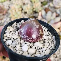 2025年最新】コノフィツム ブルゲリの人気アイテム - メルカリ