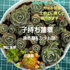 ❀るなこむ❀様 リクエスト 2点 まとめ商品