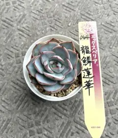 多肉植物 ホリコロ50実生 オーズプランツさん苗 自家受粉 - メルカリ