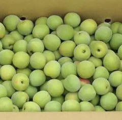 健康稲積青梅 2kg 栽培期間中 農薬不使用 ☆ GI登録種 - メルカリ