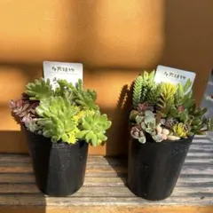 根付きです❗️セダム寄せ植え　セット