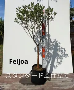 ゆ*き様 フェイジョア ホワイトグース 挿し木苗 - メルカリ