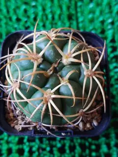 ギムノカリキウム「海王丸」のサムネイル