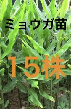 ミョウガ苗 15株 無農薬　ネコポスのサムネイル