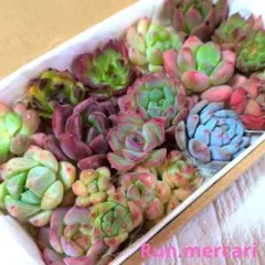 p1多肉植物〈カット苗〉☆お試しちまちまセット☆寄植えに♥ - メルカリ
