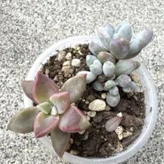 2025年最新】朧月 多肉植物の人気アイテム - メルカリ