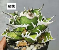 2025年最新】lize産の人気アイテム - メルカリ